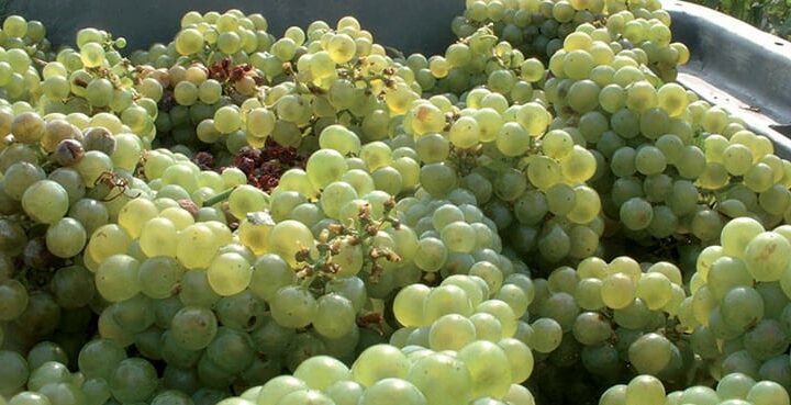 chardonnay_vinvandring_resor