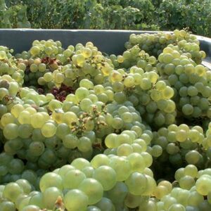 druvor_i_chamopagne