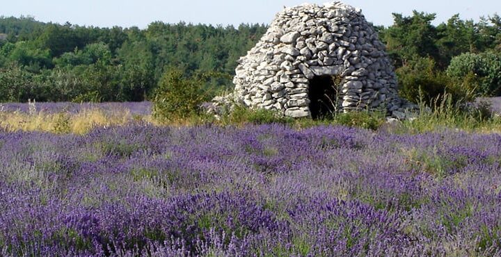 Lavendelfält i Luberon