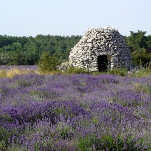 Provence_Luberon_Lavendel