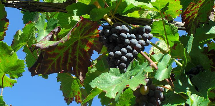 Vindruvor i Cochem vid floden Mosel