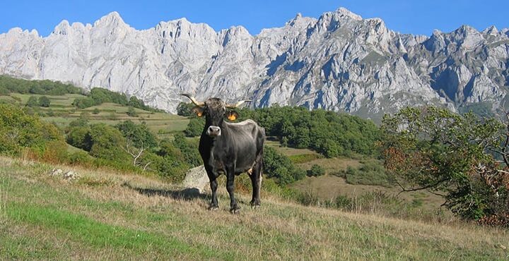 Picos de Europa djur