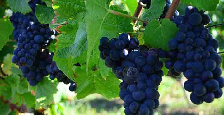 Vindruvor i Bourgogne