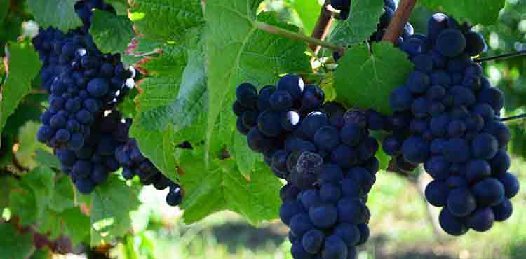 Vindruvor i Bourgogne