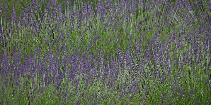 lavendel_provence_luberon