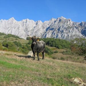 Picos de Europa vandringsresor