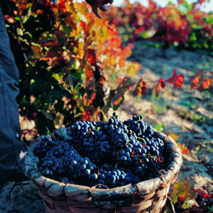 Vindruvor-Rioja-vandring