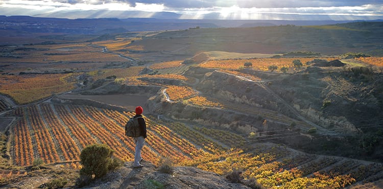 Vy La Rioja vinodlingar vid Pilgrimsvandring