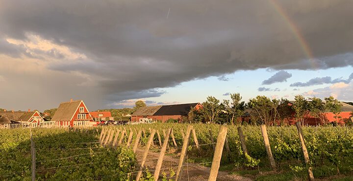 Cykla i Skåne till Arilds Vingård